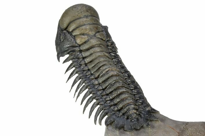 Flying Crotalocephalina Trilobite - Exposed Hyposteme #339440